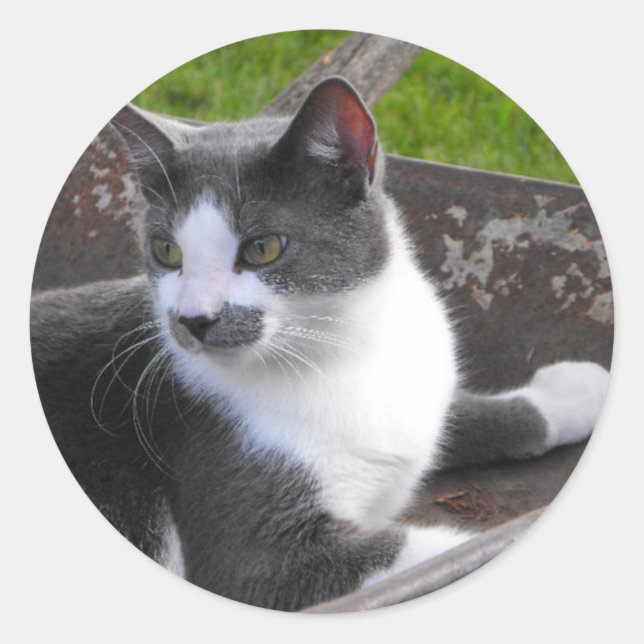 Graue und weiße Katzenaufkleber Runder Aufkleber (Vorderseite)