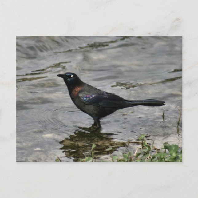 Graue Vogelbrille - Postkarte (Vorderseite)