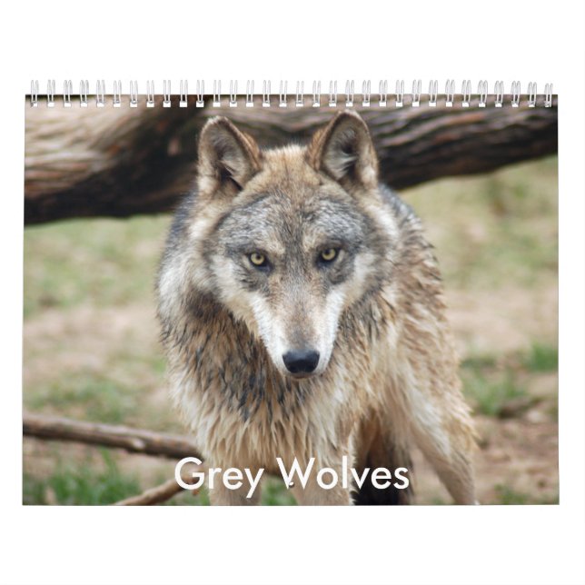 Graue Wolf-Kalender, graue Wölfe Kalender (Titelbild)