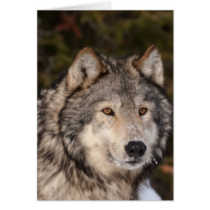 Graue Wolf Note Card