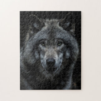 Graue Wolf Waldtiere Wildtiere Natur Nah nachsehen