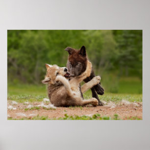 Graue Wolf Welpen Ringen Poster