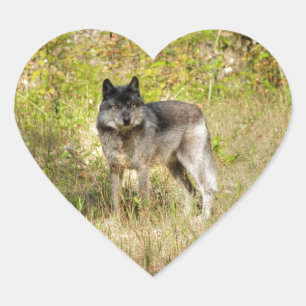 Graue Wolf & Wilderness Foto Geschenke Herz-Aufkleber