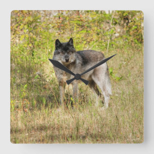 Graue Wolf & Wilderness Foto Geschenke Quadratische Wanduhr