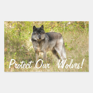 Graue Wolf & Wilderness Foto Geschenke Rechteckiger Aufkleber