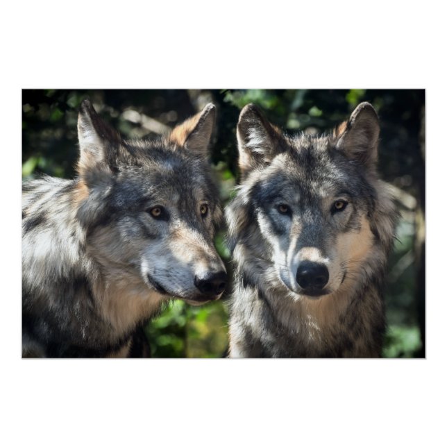 Graue Wölfe in der Wildnis Poster (Vorderseite)