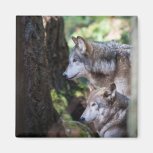 Graue Wölfe Magnet