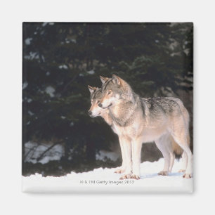 Graue Wölfe Magnet