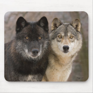 Graue Wölfe Mousepad
