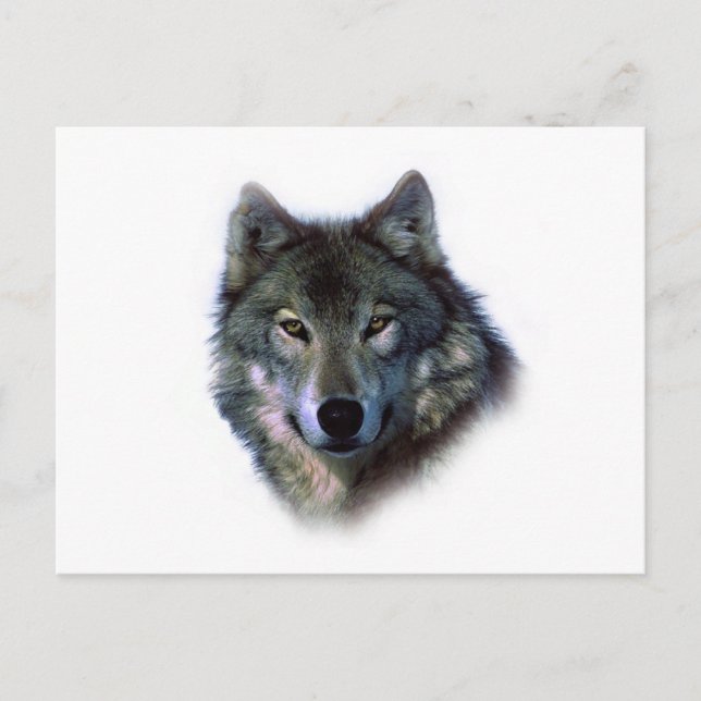 Graue Wolfsaugen Postkarte (Vorderseite)