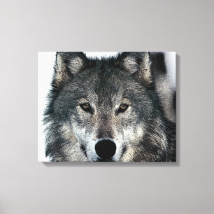 Graue Wolfsaugen umwickelte Leinwand
