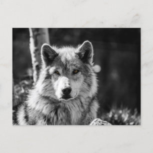 Graue Wolfsbüste in Schwarz/Weiß Postkarte