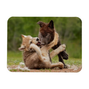 Graue Wolfwelpen ringen Magnet