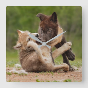 Graue Wolfwelpen ringen Quadratische Wanduhr