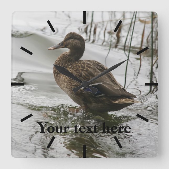 Grauente Ente auf dunklem See Quadratische Wanduhr (Vorderseite)
