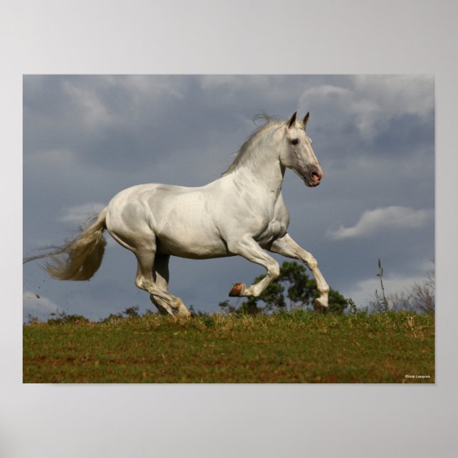 Grauer andalusischer Stallion gegen Sky Poster (Vorne)