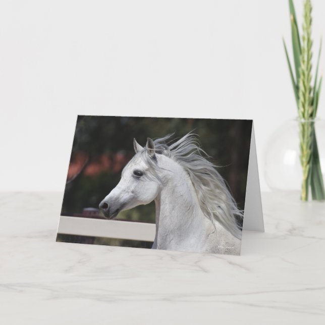 Grauer arabischer Stallion-Kopfschuss Manfflüge Karte (Vorderseite)