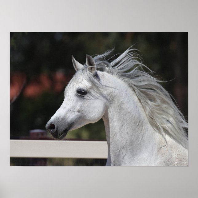 Grauer arabischer Stallion-Kopfschuss Manfflüge Poster (Vorne)