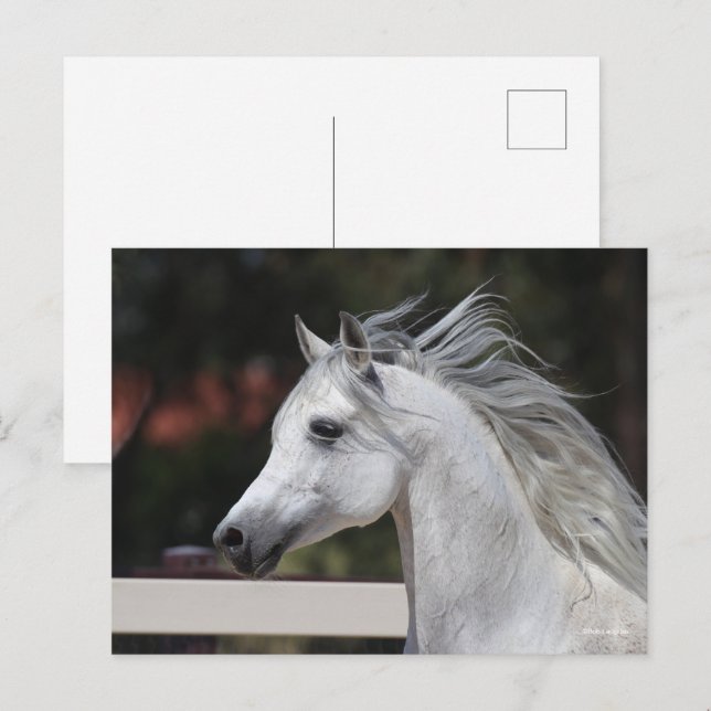 Grauer arabischer Stallion-Kopfschuss Manfflüge Postkarte (Vorne/Hinten)