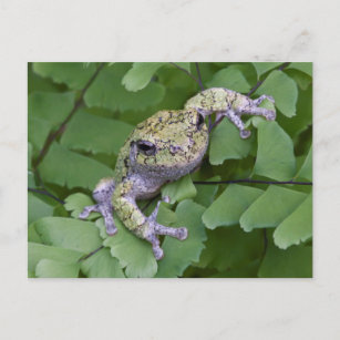 Grauer Baumfrosch auf Farn, Kanada Postkarte