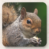 Grauer Eichhörnchen-Korken-Untersetzer