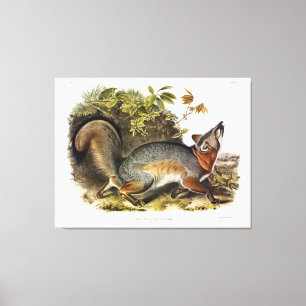 Grauer Fox / Grauer Fox Audubon's American Quadrup Leinwanddruck