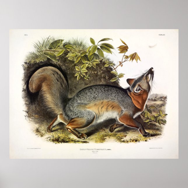 Grauer Fox / Grauer Fox Audubon's American Quadrup Poster (Vorne)