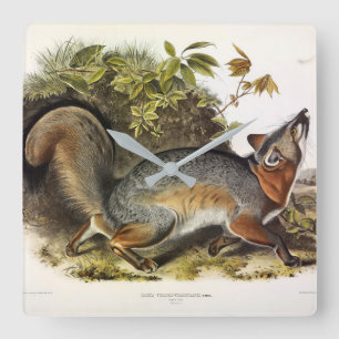 Grauer Fox / Grauer Fox Audubon's American Quadrup Quadratische Wanduhr