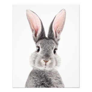 Grauer Hase mit langen rosa Ohren Fotodruck