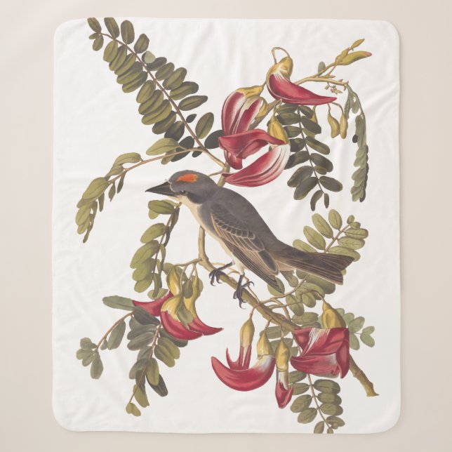 Grauer Kingbird Audubon Bird über blühenden Baum Sherpadecke (Vorderseite)