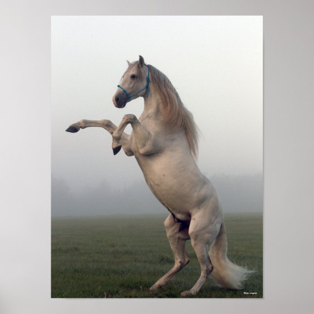Grauer Lusitano-Hengst in Nebel Poster (Vorne)