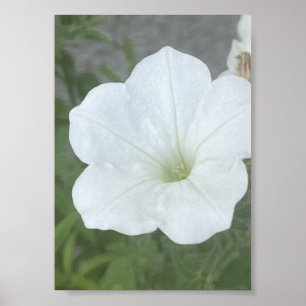 grauer oder weißer floraler Poter Poster