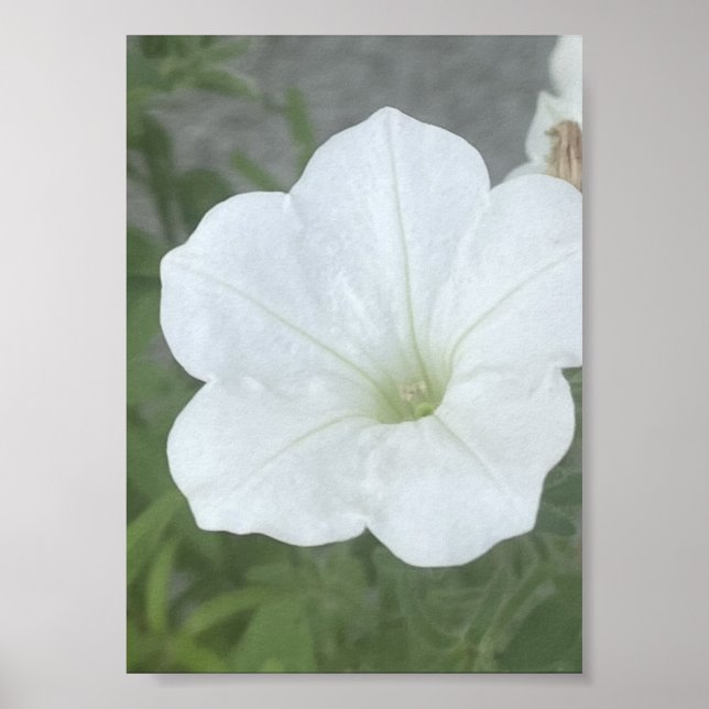 grauer oder weißer floraler Poter Poster (Vorne)