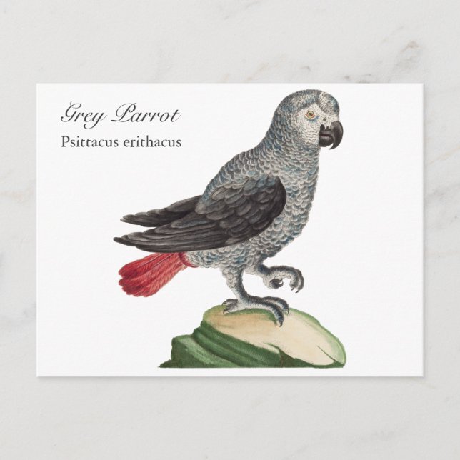Grauer Papagei - Psittacus erithacus Postkarte (Vorderseite)