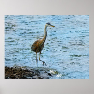 Grauer Reiher steht im Wasser  Poster