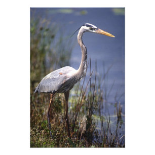 Grauer Reiher Wasservogel Fotodruck