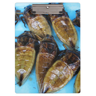 Grauer Riesenwasserbug (Maeng Daa) ... asiatisches Klemmbrett