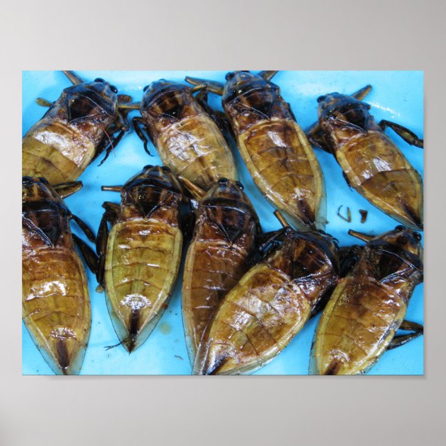 Grauer Riesenwasserbug (Maeng Daa) ... asiatisches Poster (Vorne)