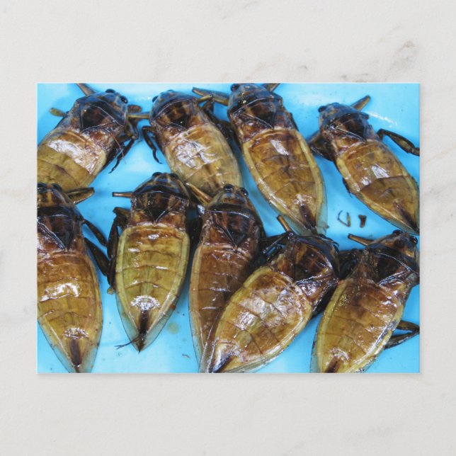 Grauer Riesenwasserbug (Maeng Daa) ... asiatisches Postkarte (Vorderseite)