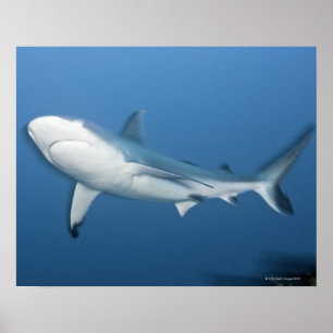 Grauer Rifhaifisch (Carcharhinus amblyrhynchos) Poster