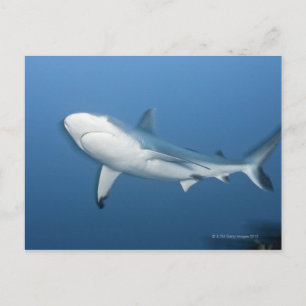 Grauer Rifhaifisch (Carcharhinus amblyrhynchos) Postkarte