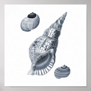 Grauer Wandkunst Seashellkunstdruck #12 Poster