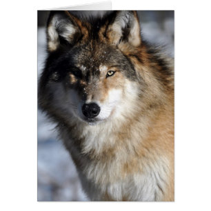 Grauer Wolf