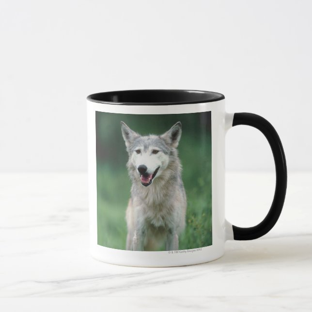 Grauer Wolf 2 Tasse (Rechts)