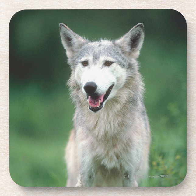 Grauer Wolf 2 Untersetzer (Vorderseite)