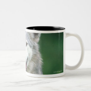 Grauer Wolf 2 Zweifarbige Tasse