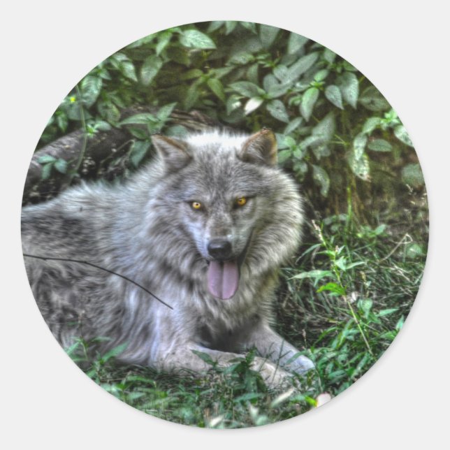 Grauer Wolf 3 Wildlife-Geschenk Runder Aufkleber (Vorderseite)