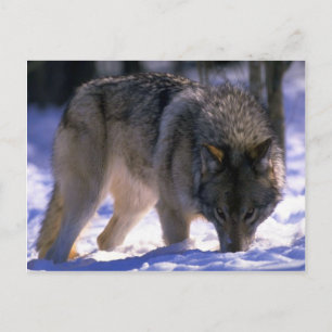 Grauer Wolf am Rande des schneebedeckten Waldes, A Postkarte