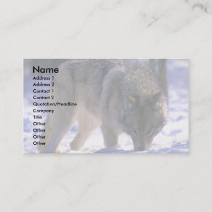 Grauer Wolf am Rande des schneebedeckten Waldes, A Visitenkarte