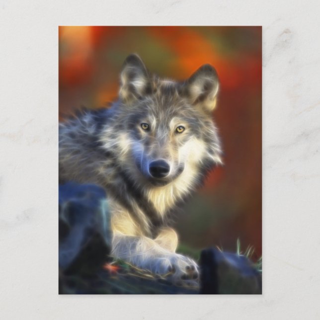 Grauer Wolf, Arten-Digitalfotografie Postkarte (Vorderseite)